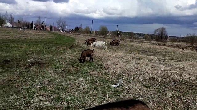 Фильтрация воды в частном доме// Старшая овца// Как борюсь с клещами у коз// Пиростоп или Эпримек смотреть онлайн