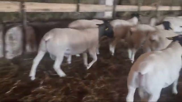 ПРОДАНЫ. Бараны Дорпер Австралийской генетики, среднего качества. #георгиевскийдорпер смотреть онлайн