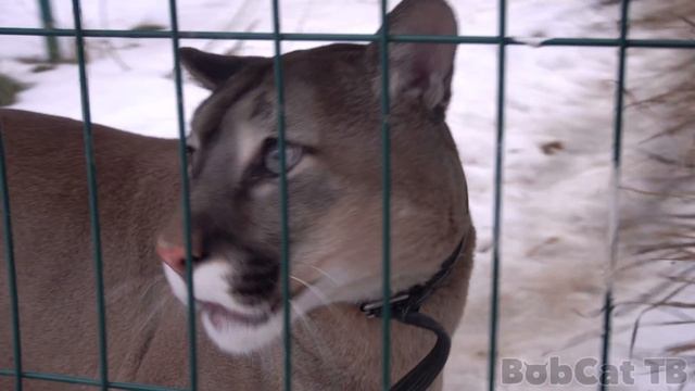 РЫСЬ ВПЕРВЫЕ УВИДЕЛА РЫСЬ! / Симба знакомится с невестой