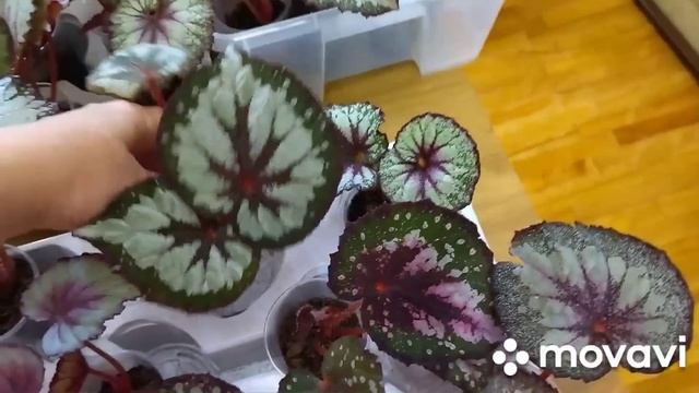 Излишки комнатных растений .20 июня 2022 г. смотреть онлайн