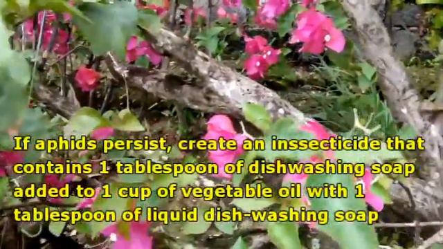 IS BOUGAINVILLEA A LUCKY PLANT? смотреть онлайн