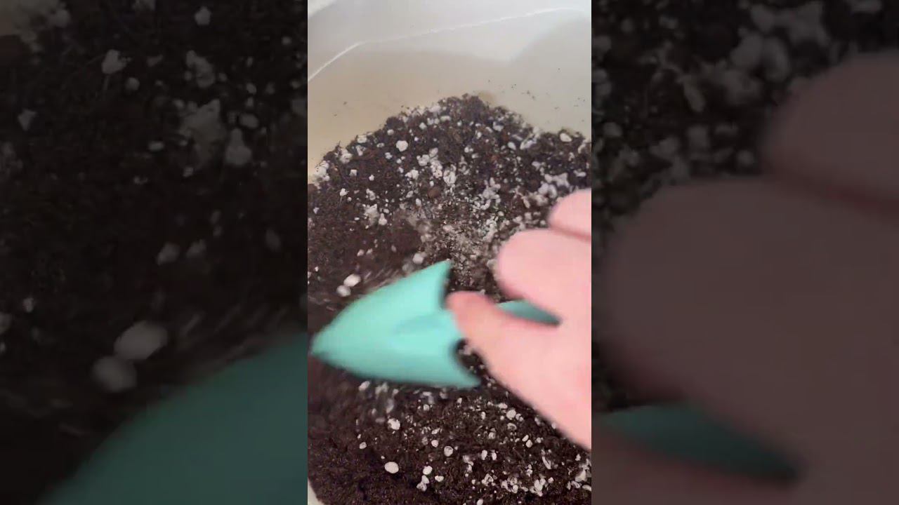 Грунт для суккулентов / Эксперименты продолжаются смотреть онлайн