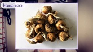 Крокусы - уход после цветения.