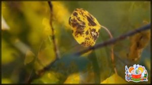 Явления природы | Почемучка