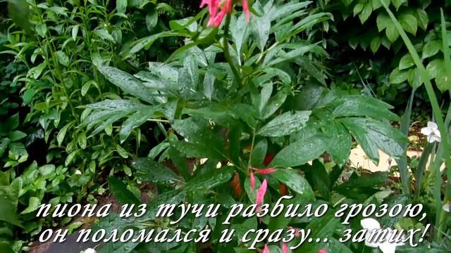 Пион и Ромашка. смотреть онлайн