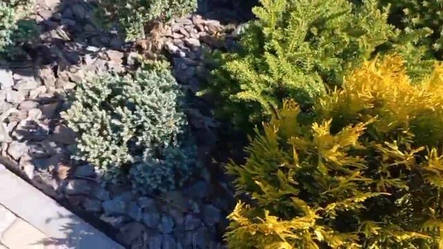 Хвойные растения в саду Ч.2 ( клумбы возле бассейна ).Conifers In Garden Part 2