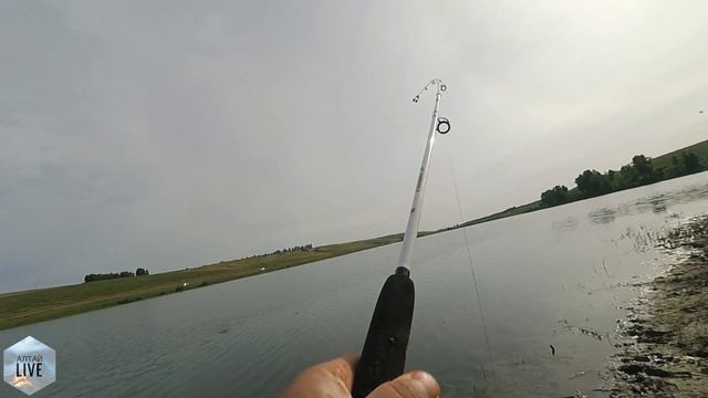 ПОЛОВИЛИ КАРАСЯ. НАСОБИРАЛИ ГРИБОВ И ЯГОД. смотреть онлайн