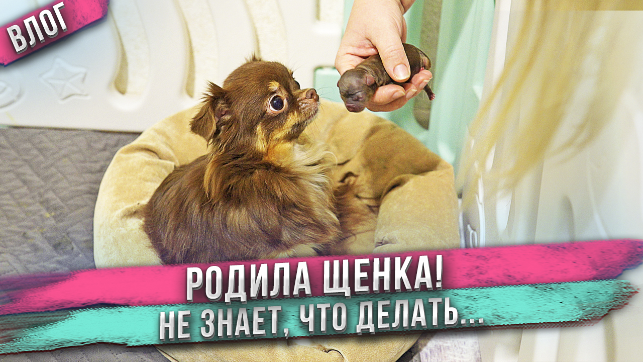 Собака родила щенка и покусывает его! Это не есть надо, а любить! смотреть онлайн