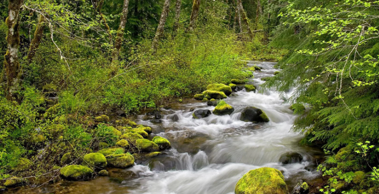 Интенсивный звук реки, щебетание маленьких птиц ✦ Успокаивающие Звуки ✦ Relax Sleep смотреть онлайн