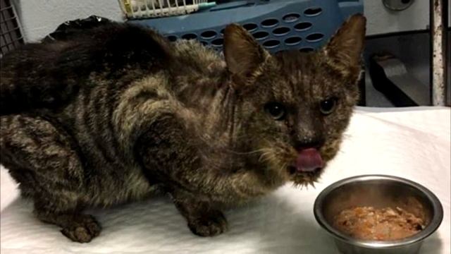 Никто не хотел прикасаться к этому коту но одна женщина решила иначе