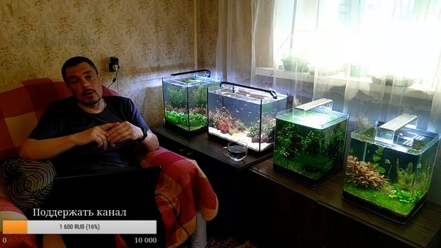 Кристально чистая вода в аквариуме. Ненаучный стрим. смотреть онлайн