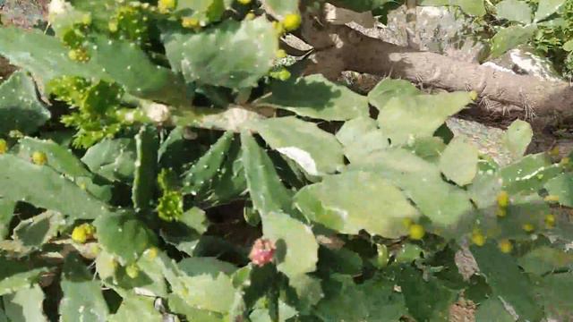 ESTE CACTUS NO SE EL NOMBRE смотреть онлайн