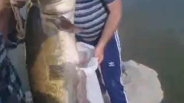 Сом на 17 кг п. Кушум, река Урал. смотреть онлайн