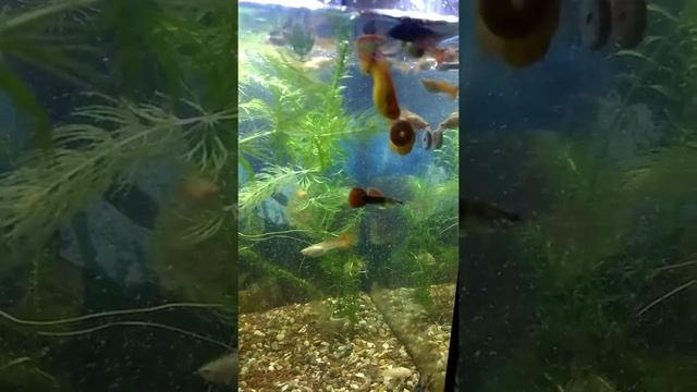 Кормление рыбок в аквариуме кормом в виде таблетки смотреть онлайн