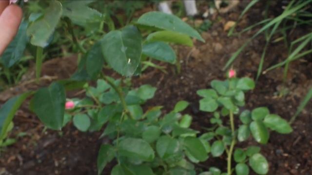 Цветение роз 2021?Анализ пересорта (3) от Садов Урала, С.Штепы и зелёных пакетиков.Спорты в мире ро смотреть онлайн