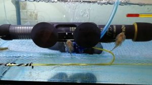 Псевдоскат севилья Эксперимент | Севильи новый нерест