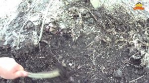 Черви для рыбалки / Рыбалка / Подготовка к рыбалке / Копаем червей