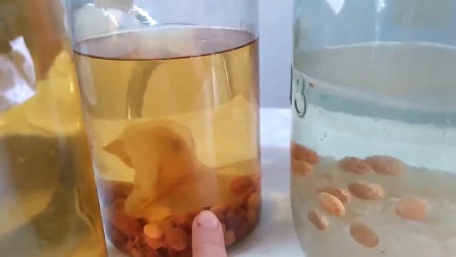 Что делать, если индийский морской рис перестоял? смотреть онлайн