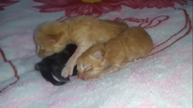 Newborn kittens / Новорожденные котята смотреть онлайн