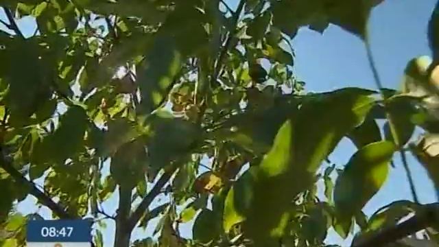 Советы по Выращиванию Грецкого Ореха - Ранок - Інтер смотреть онлайн