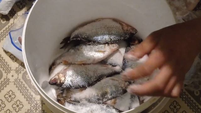 Засол плотвы сухим посолом. смотреть онлайн