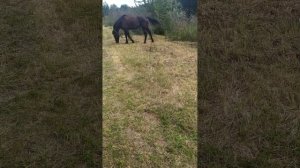 Средство от оводов, мух, комаров для животных #лошадь