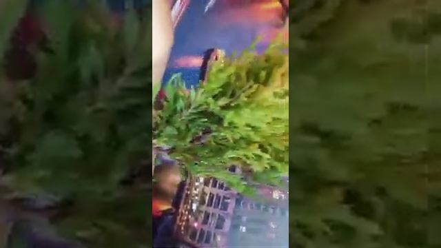 Моя первая посылка с хвойными из опт-хоз. 2 октября 2021г .Супер!!!! смотреть онлайн