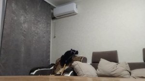 Хоббихорсинг в Ростове?Тренеровка конкура ??#вроссии #хоббихорсинг