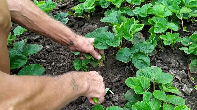 Клубника ?.Подготовка  клубники для пересадки.Отделение розеток.