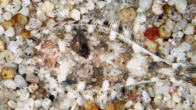 ЛУЧШИЕ МАСКИРОВЩИКИ СРЕДИ ЖИВОТНЫХ ! смотреть онлайн