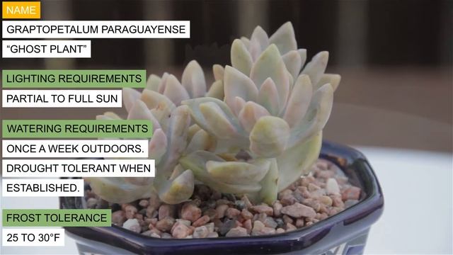 Graptopetalum paraguayense “Ghost Plant” смотреть онлайн