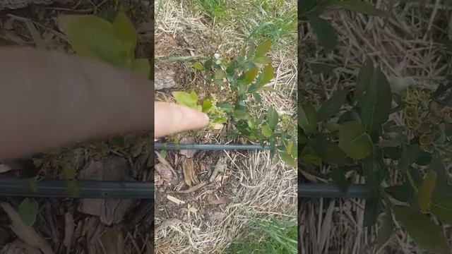 цветение 3 х летней голубики сорт блюкроп 'рекка ,Дениз блю смотреть онлайн