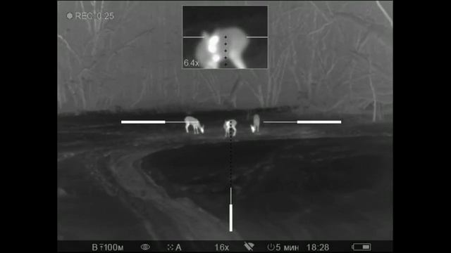 Как определить самца косули в тепловизор. смотреть онлайн