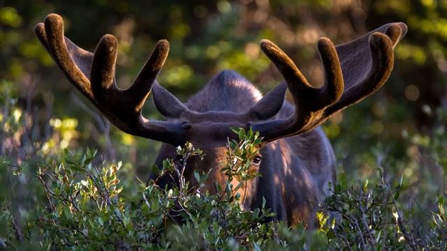 Мир животных. Лось (Сохатый) смотреть онлайн