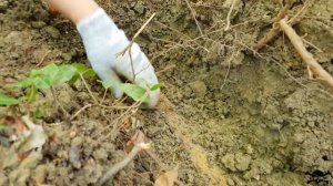 Коп в горах, нашли сабли, раскопки по средневековью