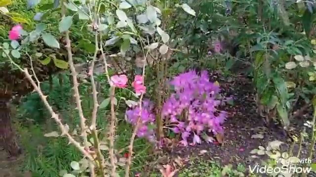 Осенняя уборка сада,украшенная безвременником смотреть онлайн