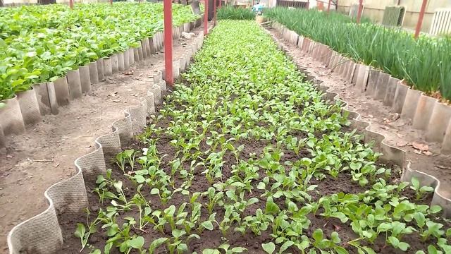 Лук на перо, редиска в зимней теплице смотреть онлайн