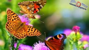 Нил Доналд Уолш.Настоящая книга перемен.Самая мудрая аудиокнига