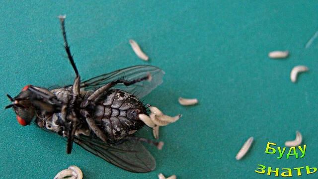 Где есть мухи, живут богатые люди. Мухи к Богатству? смотреть онлайн