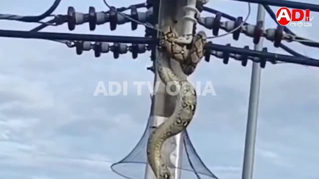 The python is trapped in the current pole wire and is beating its chest смотреть онлайн