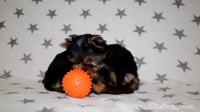 Щенки йоркширского терьера мини и стандарт смотреть онлайн