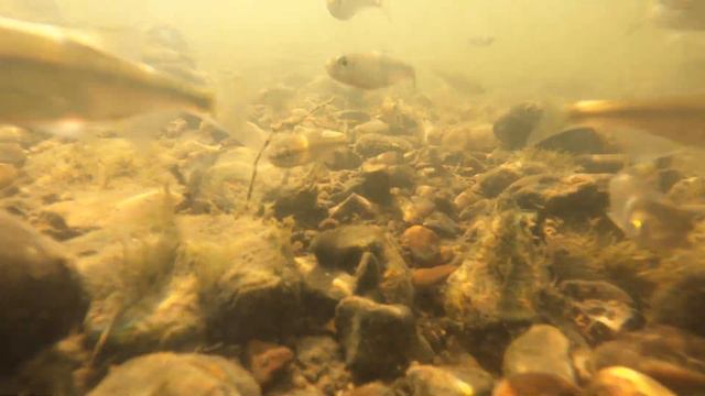 Рыбки речные смотреть онлайн