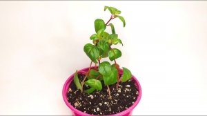 Размножение фуксии из черенков