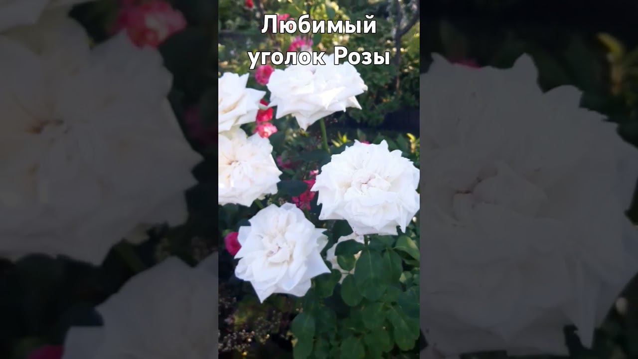 любимый уголок смотреть онлайн