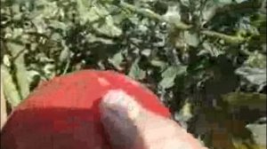 СОРТ ТОМАТОВ АЛТАЙСКИЙ-томаты описание