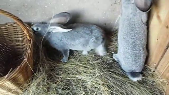 Кролики, возраст почти 3 месяца. смотреть онлайн