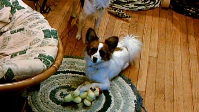 Papillon dogs: Play fight with a biplane toy 1/3 смотреть онлайн