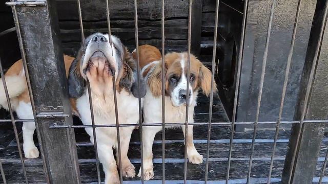 После завтрака десерт в стае московских сторожевых собак и Павлинки ??