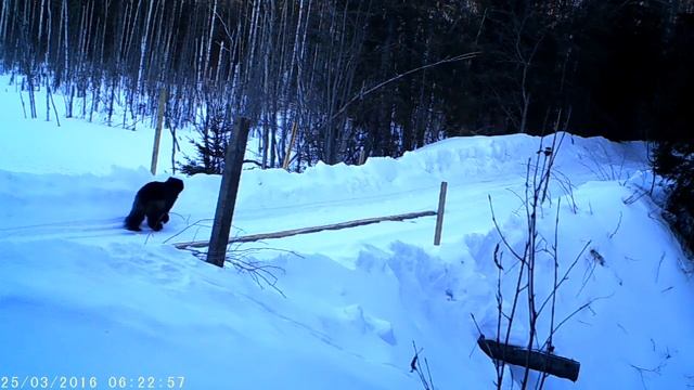 Росомаха лесные камеры март 2016 смотреть онлайн