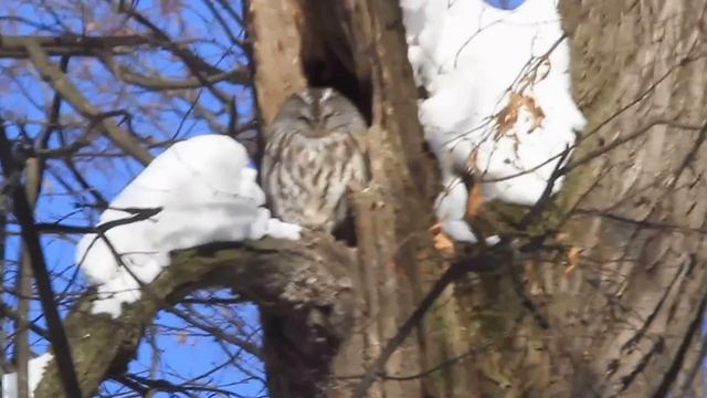 Неясыть серая смотреть онлайн